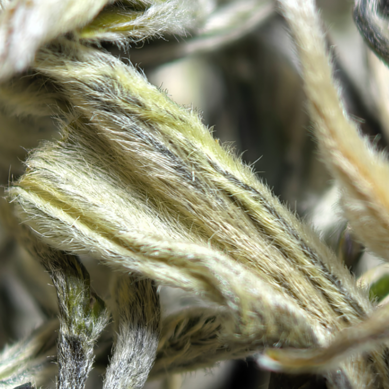 【春尖银丝】Y2明前高山绿茶白毫显露鲜爽甘甜耐泡花香春季嫩芽茶叶