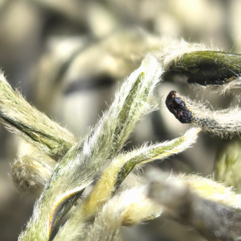 【春尖银丝】Y2明前高山绿茶白毫显露鲜爽甘甜耐泡花香春季嫩芽茶叶