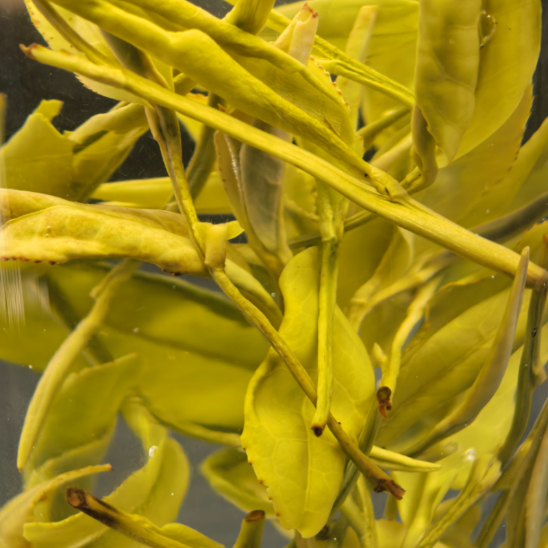 【黄金芽】H2绿茶条形明前嫩芽豆香栗香鲜爽回甘清雅耐泡口粮绿茶