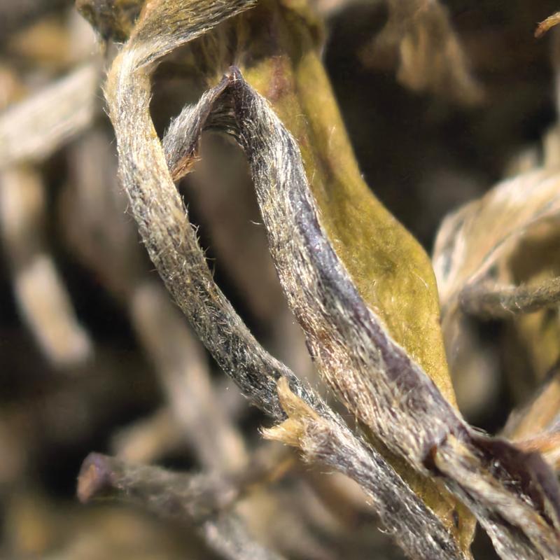 【春尖银丝】Y4明前高山绿茶白毫显露鲜爽甘甜耐泡花香春季嫩芽茶叶