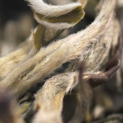 【云南绿茶】玉2玉螺茶叶2026夏茶浓郁可口可泡可煮新茶茶叶