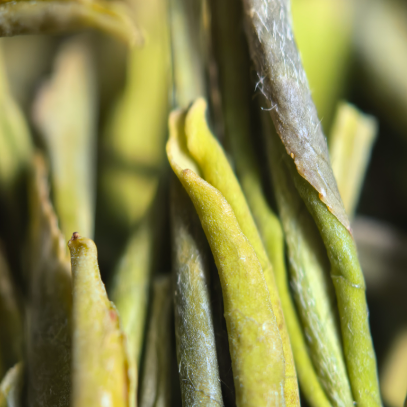 【黄金芽】H4绿茶条形明前嫩芽豆香栗香鲜爽回甘清雅耐泡口粮绿茶