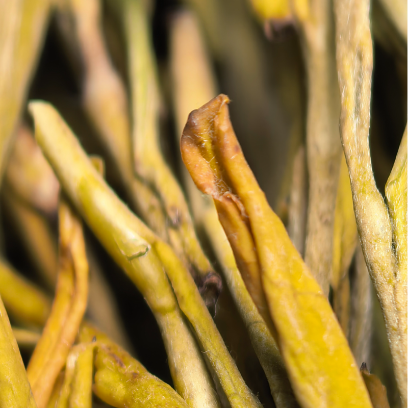 【黄金芽】H0绿茶条形明前嫩芽豆香栗香鲜爽回甘清雅耐泡口粮绿茶