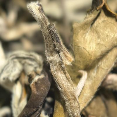 【云南绿茶】L1茶叶2026夏茶浓郁可口可泡可煮新茶茶叶