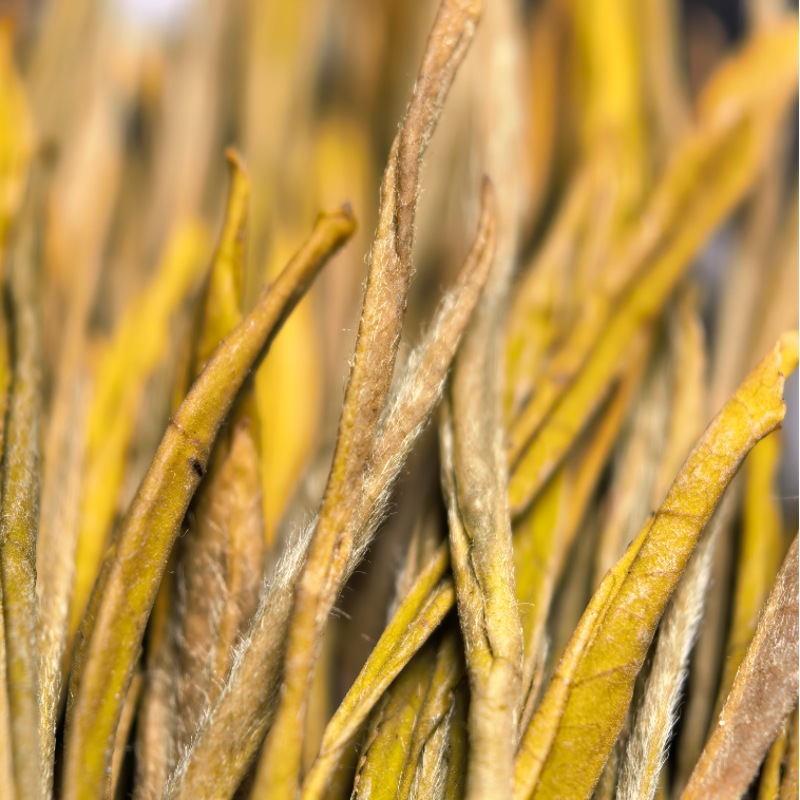 【黄金芽】H0绿茶条形明前嫩芽豆香栗香鲜爽回甘清雅耐泡口粮绿茶