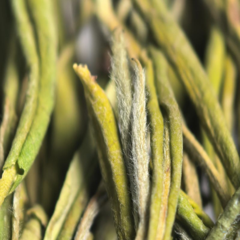 【黄金芽】H2绿茶条形明前嫩芽豆香栗香鲜爽回甘清雅耐泡口粮绿茶