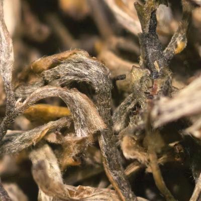 【春尖银丝】Y4明前高山绿茶白毫显露鲜爽甘甜耐泡花香春季嫩芽茶叶