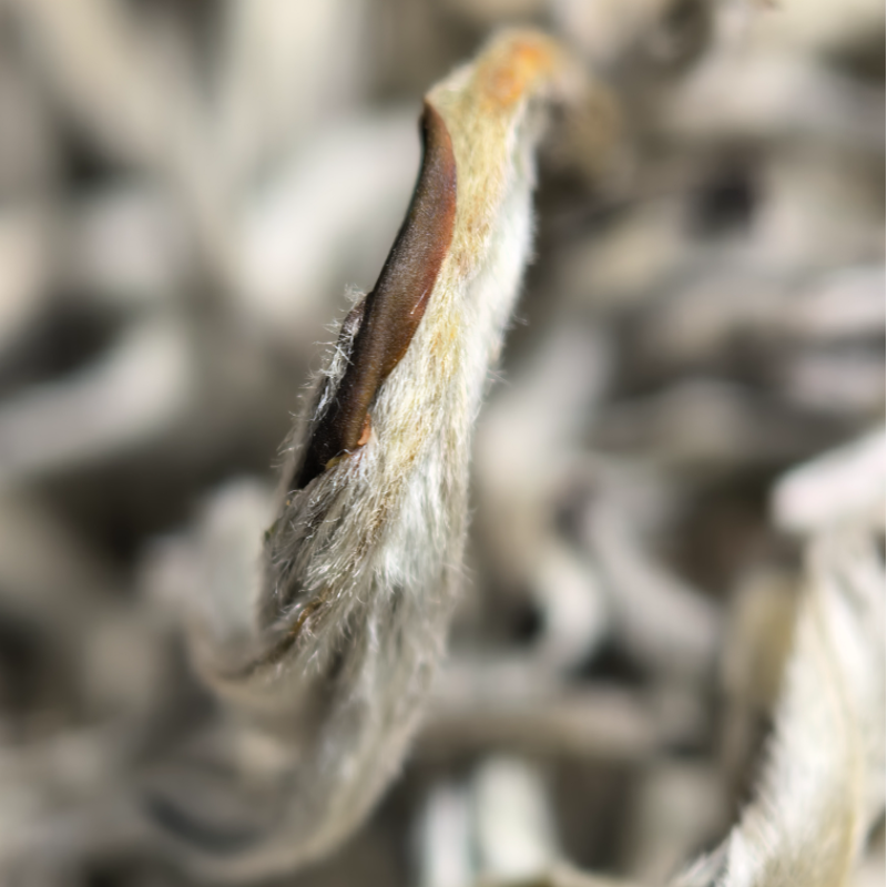 【云南雪龙】高山明前嫩芽鲜爽浓香绿茶微涩即化花香栗香茶叶