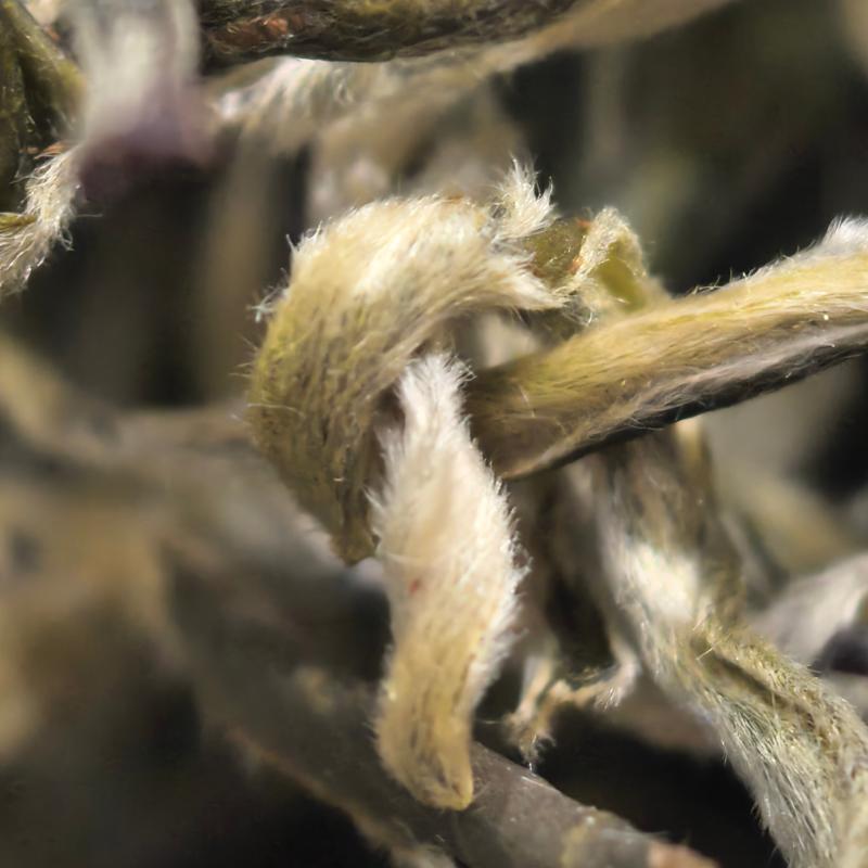 【云南绿茶】玉2玉螺茶叶2026夏茶浓郁可口可泡可煮新茶茶叶
