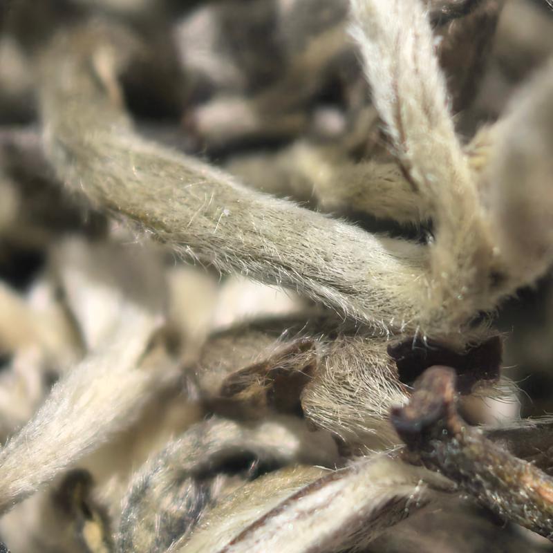 【云南绿茶】L1茶叶2026夏茶浓郁可口可泡可煮新茶茶叶