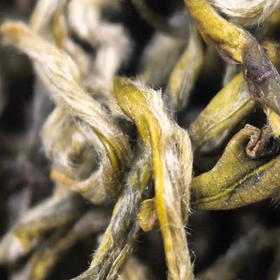 【春尖银丝】Y5明前高山绿茶白毫显露鲜爽甘甜耐泡花香春季嫩芽茶叶