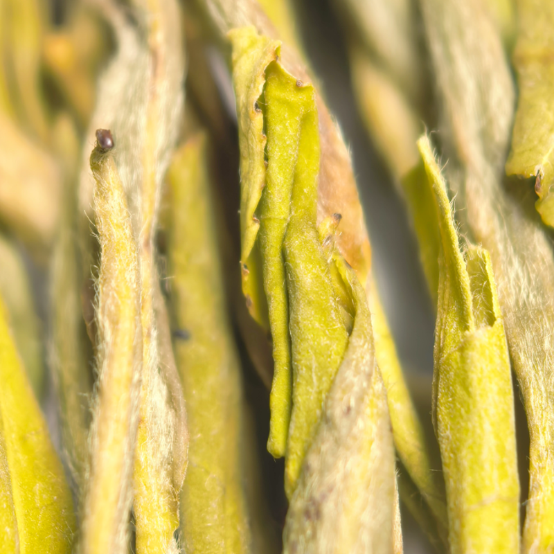 【黄金芽】J2绿茶条形明前嫩芽豆香栗香鲜爽回甘清雅耐泡口粮绿茶